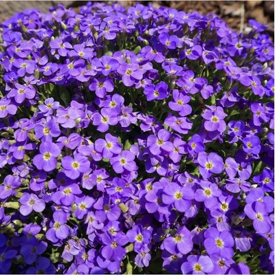 Tařička zahradní fialová Aubrieta hybrida semena 200 ks – Hledejceny.cz