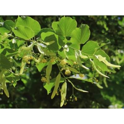 Lipa veľkolistá (Tillia platyphyllos) - výška 130-150 cm, kont. C5L