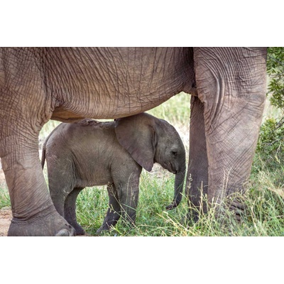 DIMEX ART Флизелинов фототапет майка с бебе слон 375 x 250 см