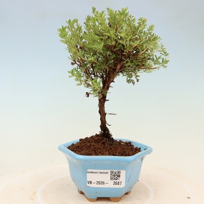 e-bonsai Venkovní bonsai-Mochna křovitá - potentila fruticosa Goldkissen