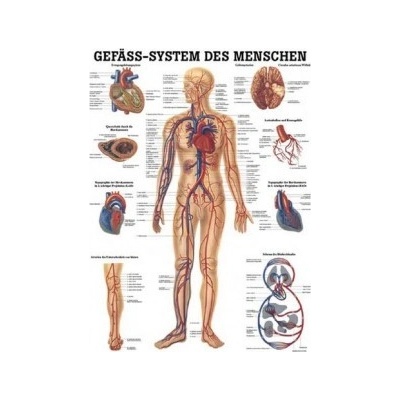 Rüdiger-Anatomie Naučný plakát Oběhový systém