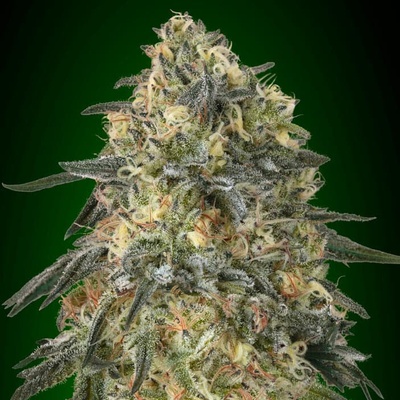 00 Seeds Bank Gorilla semienka neobsahujú THC 3 ks
