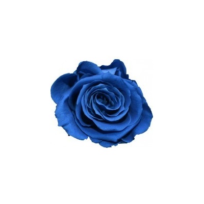 Hlavy ruží - mini 12 ks Royal blue - tmavo modrá