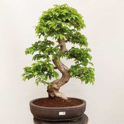 e-bonsai Venkovní bonsai -Carpinus Coreana - Habr korejský