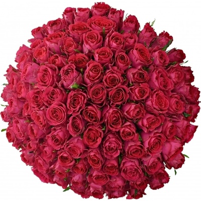 Kytice 100 vínových růží MADAM CERISE 60 cm