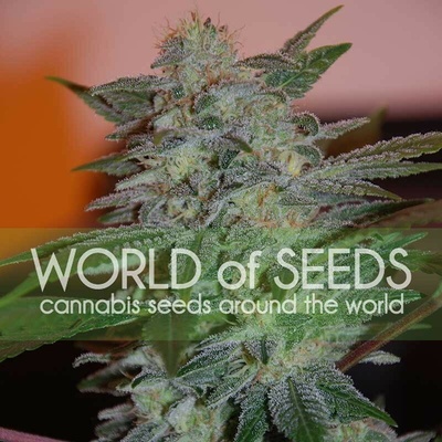 World of Seeds Yumbolt 47 semienka neobsahujú THC 12 ks