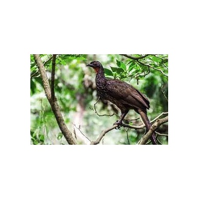 Káva z Regionu Brazil Wild Jacu Bird coffee 50 g