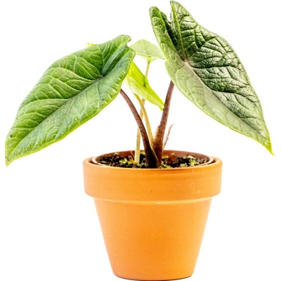 Gardners Alocasia Scalprum, průměr 6 cm Alokásie, Alokázie
