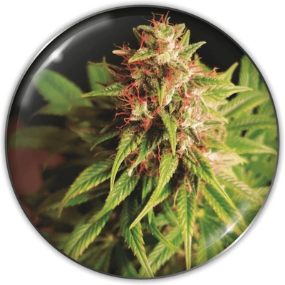 Medical Seeds Co. Red Cross CBD semienka neobsahujú THC 10 ks