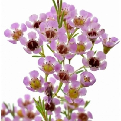 Florea Voskáč UNCINATUM KERRYN 60 cm / 35 g