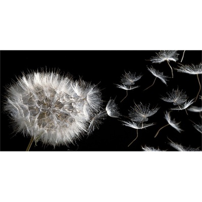 Moderný obraz fotografie na akrylu Púpava 100x50 cm