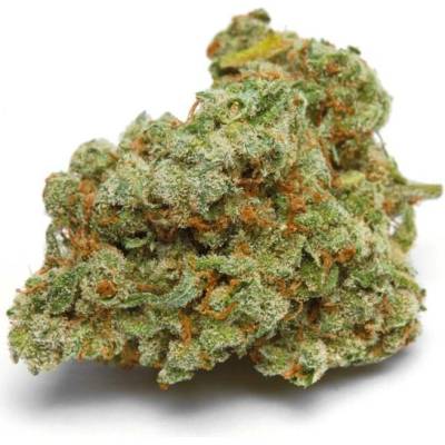 Growers Choice Banana Sherbet Double XL AUTO semena neobsahují THC 5 ks