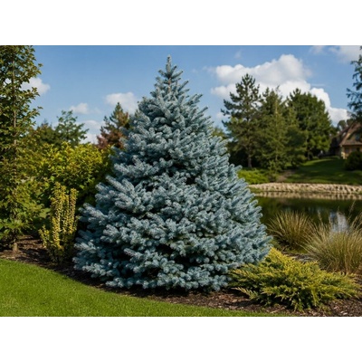 Smrek pichľavý Blue Mountain, výška 40-50 cm, kvetináč 3 l