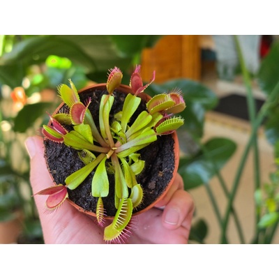 Dionaea muscipula Mucholapka