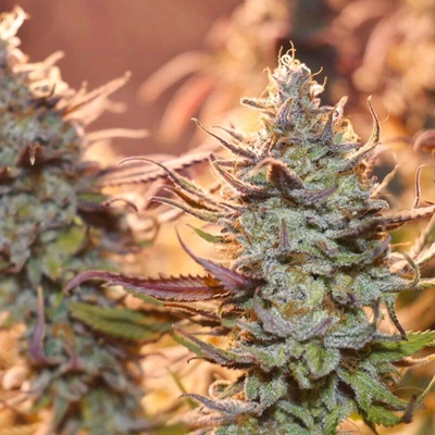 Dutch Passion Lemon Z semienka neobsahujú THC 3 ks