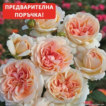 Kordes® Роза Grossherzogin Luise® - Parfuma® (Kordes®)