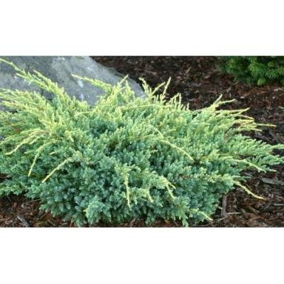 Borievka šupinatá (Juniperus squamata) ´HOLGER´ - výška 10-15 cm, ∅ 20-30 cm, kont. C2L
