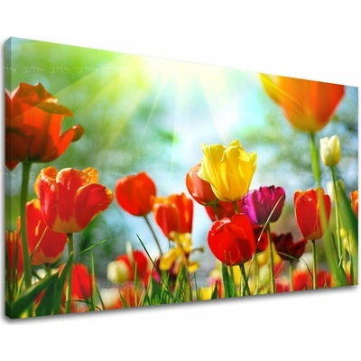 Obraz na stenu KVETY TULIPÁNY - 100x150