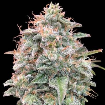 Advanced Seeds AUTO Banana Cookies semena neobsahují THC 3 ks