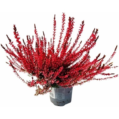 Vres Garden Girls farbený červený, kvetináč 10 cm