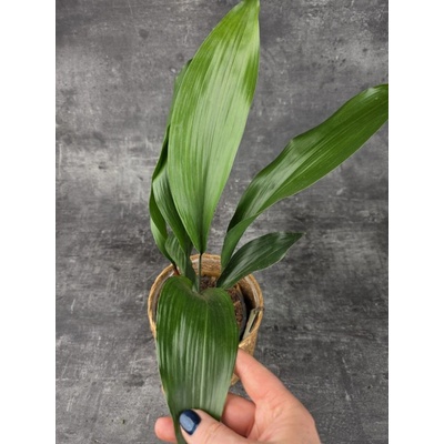 Aspidistra Elatior 13 cm