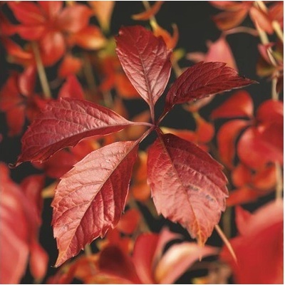 Přísavník pětilistý FloraSelf Parthenocissus quinquefolia 'Engelmannii' 50-70 cm květináč 2,3 l