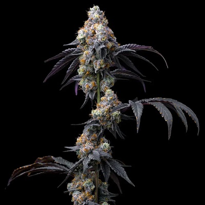 Barney´s Farm Rainbow Sherbet semienka neobsahujú THC 10 ks