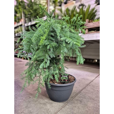 ARAUCARIA 30/85cm
