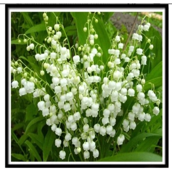 Image 1 of Момина сълза 15/15 см