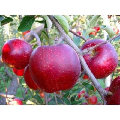 Jabloň domáca (Malus domestica) ´MALINOVÉ HORNOKRAJSKÉ´ - zimná, výška 120-150 cm, voľnokorenná