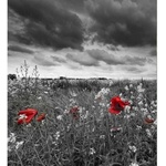 DIMEX ART Флизелинов фототапет черно-бели макове 225 x 250 см