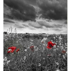DIMEX ART Флизелинов фототапет черно-бели макове 225 x 250 см