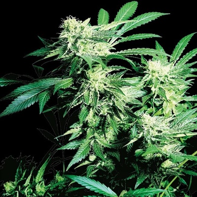 Sensi Seeds Skunk Kush regular semienka neobsahujú THC 10 ks