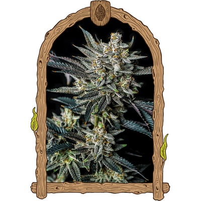 Exotic Seed Jelly Bananen Auto semienka neobsahujú THC 3 ks