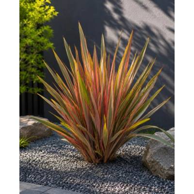 Ľanovník novozélandský (Phormium Tenax) ‘SUNDOWNER’ - výška 30-40 cm, kont. C2L