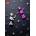 Chronicle Books LEGO (R) Minifigure Journal | LEGO