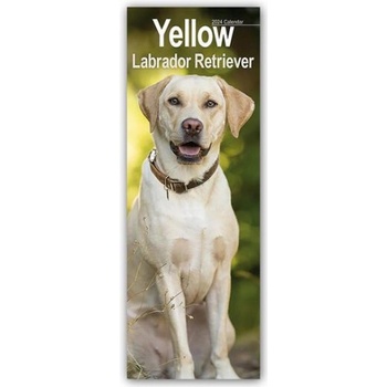 Yellow Labrador Retriever Gelbe Labradore 2024