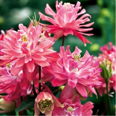 Orlíček plnokvětý růžový Aquilegia prodej prostokořenných sazenic 1 ks