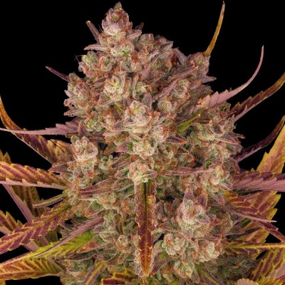 Barney's Farm Dos Si Dos AUTO semena neobsahují THC 3 ks