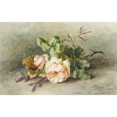 Růže 50x80cm - Margaretha Roosenboom