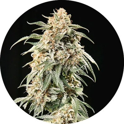 Top Tao Seeds Big Auto Tao regular semienka neobsahujú THC 5 ks