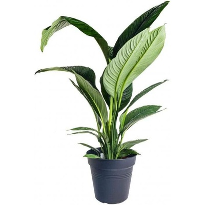 Lopatkovec, Spathiphyllum Sensation, vysoký 140 - 160 cm, průměr květináče 24 cm