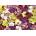 Educa - Puzzle Orchid Collage - 1 000 piese