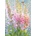 Cobble Hill - Puzzle Summer Rainbow - 500 piese