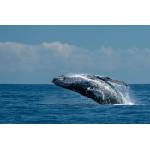 DIMEX ART Флизелинов фототапет скачащ кит 375 x 250 см