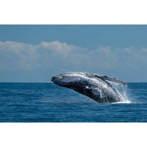 DIMEX ART Флизелинов фототапет скачащ кит 375 x 250 см