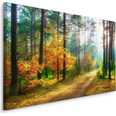Plátno Paprsky Slunce V 3D Lese Varianta: 90x60