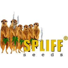 Spliff Seeds Mega Power Plant Auto semena neobsahují THC 3 ks