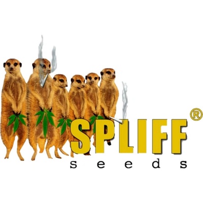 Spliff Seeds Blue Berry regular semena neobsahují THC 5 ks