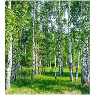 Флизелинов фототапет брезова горичка 225 x 250 см